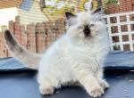 Mocha seal ready October 6 - Ragdoll Kitten For Sale - Mount Joy&comma; PA&comma; US