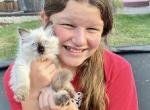 Sashas kittens - Ragdoll Kitten For Sale - Mount Joy&comma; PA&comma; US