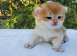 Archie - British Shorthair Kitten For Sale - Quinlan&comma; TX&comma; US