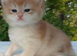 Loki - British Shorthair Kitten For Sale - Quinlan&comma; TX&comma; US