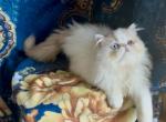Washington Odd Eyed Chocolate carrier Boy - Persian Cat For Sale - Delta&comma; PA&comma; US
