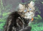 Xenia - Munchkin Cat For Sale - Pembroke Pines&comma; FL&comma; US