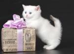 Trisha - Munchkin Cat For Sale - Pembroke Pines&comma; FL&comma; US
