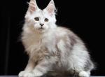 Howard - Maine Coon Cat For Sale - Hollywood&comma; FL&comma; US