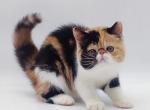 Camellia - Exotic Cat For Sale - Pembroke Pines&comma; FL&comma; US