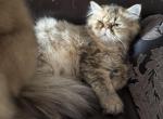 Celestial Newborn - Persian Cat For Sale - Fort Worth&comma; TX&comma; US