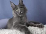Joss - Maine Coon Kitten For Sale - Hollywood&comma; FL&comma; US