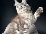 Sketch - Maine Coon Kitten For Sale - Hollywood&comma; FL&comma; US
