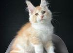 Temca - Maine Coon Kitten For Sale - Hollywood&comma; FL&comma; US