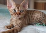 Iskra - Devon Rex Kitten For Sale - Norwalk&comma; CT&comma; US