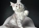 Vaksa - Maine Coon Cat For Sale - Miami&comma; FL&comma; US