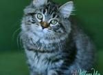 Olimpia - Siberian Cat For Sale - Pembroke Pines&comma; FL&comma; US