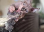 June bugs - Sphynx Kitten For Sale - Santa Clarita&comma; CA&comma; US