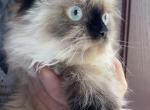 March litter - Himalayan Cat For Sale - Vestal&comma; NY&comma; US