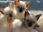 Taley - Siamese Kitten For Sale - Phila&comma; PA&comma; US