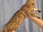Pink - Bengal Cat For Sale - Tallahassee&comma; FL&comma; US