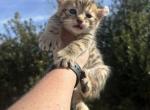 Leo - Highlander Kitten For Sale - Absarokee&comma; MT&comma; US