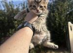 Simba - Highlander Kitten For Sale - Absarokee&comma; MT&comma; US