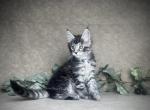 Nico - Maine Coon Kitten For Sale - Marietta&comma; GA&comma; US