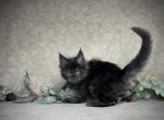 Hazel - Maine Coon Kitten For Sale - Marietta&comma; GA&comma; US