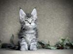Leo - Maine Coon Kitten For Sale - Marietta&comma; GA&comma; US