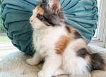 Blossom - Ragdoll Kitten For Sale - Brogueville&comma; PA&comma; US