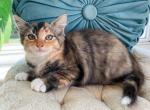 Sage - Ragdoll Kitten For Sale - Brogueville&comma; PA&comma; US