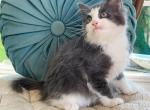 Pansy - Ragdoll Kitten For Sale - Brogueville&comma; PA&comma; US