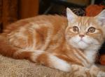 Edward - Scottish Straight Cat For Sale - North Richland Hills&comma; TX&comma; US