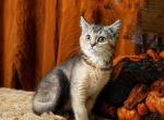 Fantasia - Scottish Straight Cat For Sale - North Richland Hills&comma; TX&comma; US
