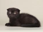 Boy Scottish Fold Male - Scottish Fold Kitten For Sale