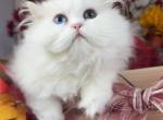 White odd eye female - Persian Cat For Sale - St&period; Joseph&comma; MI&comma; US