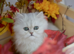 Shaded silver persian females - Persian Cat For Sale - St&period; Joseph&comma; MI&comma; US