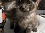 Axel and diesel - Maine Coon Kitten For Sale - Ripon&comma; CA&comma; US