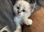 Harley - Snowshoe Kitten For Sale - Plainfield&comma; IN&comma; US