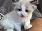 Penelope - Snowshoe Kitten For Sale - Plainfield&comma; IN&comma; US