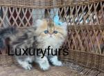 Luie - Persian Cat For Sale - Fort Worth&comma; TX&comma; US