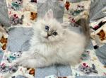 Blue Kitten - Siberian Kitten For Sale - Orlando&comma; FL&comma; US