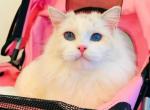princess - Ragdoll Cat For Sale - Irvine&comma; CA&comma; US