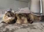 Kookla - Siberian Cat For Sale - Melbourne&comma; FL&comma; US