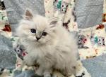 Green Kitten - Siberian Kitten For Sale - Orlando&comma; FL&comma; US