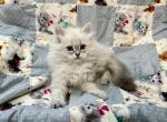 Fuchsia Kitten - Siberian Kitten For Sale - Orlando&comma; FL&comma; US