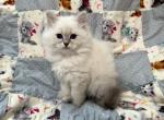 Pink Kitten - Siberian Kitten For Sale - Orlando&comma; FL&comma; US