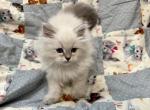 Yellow Kitten - Siberian Kitten For Sale - Orlando&comma; FL&comma; US