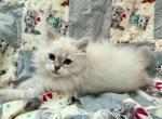 Purple Kitten - Siberian Kitten For Sale - Orlando&comma; FL&comma; US