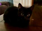 Oreo - Scottish Straight Cat For Sale - Chicago&comma; IL&comma; US
