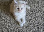 Fire red mainecoon liter - Maine Coon Kitten For Sale - Frenchtown&comma; MI&comma; US