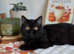 Iriska1 - British Shorthair Kitten For Sale - Chicago&comma; IL&comma; US