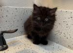 Exotic mixx female - Exotic Kitten For Adoption - Auburn&comma; WA&comma; US