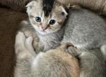 Artie - Scottish Fold Kitten For Sale - WI&comma; US